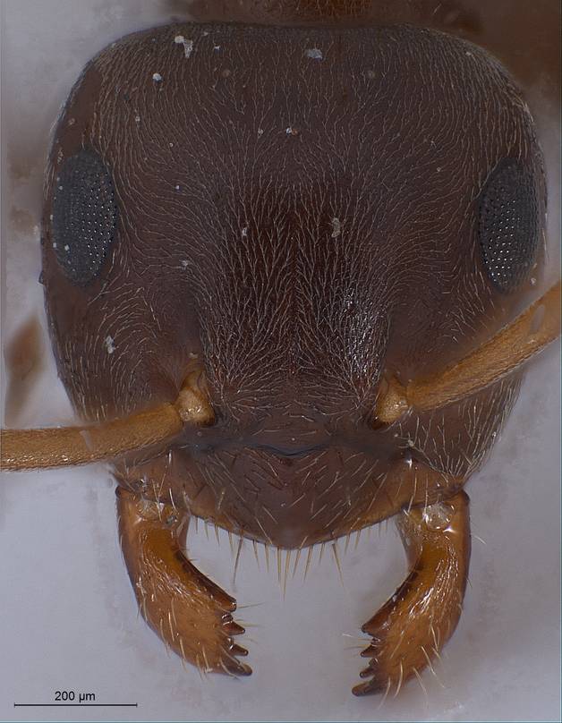 Lasius lasioides
