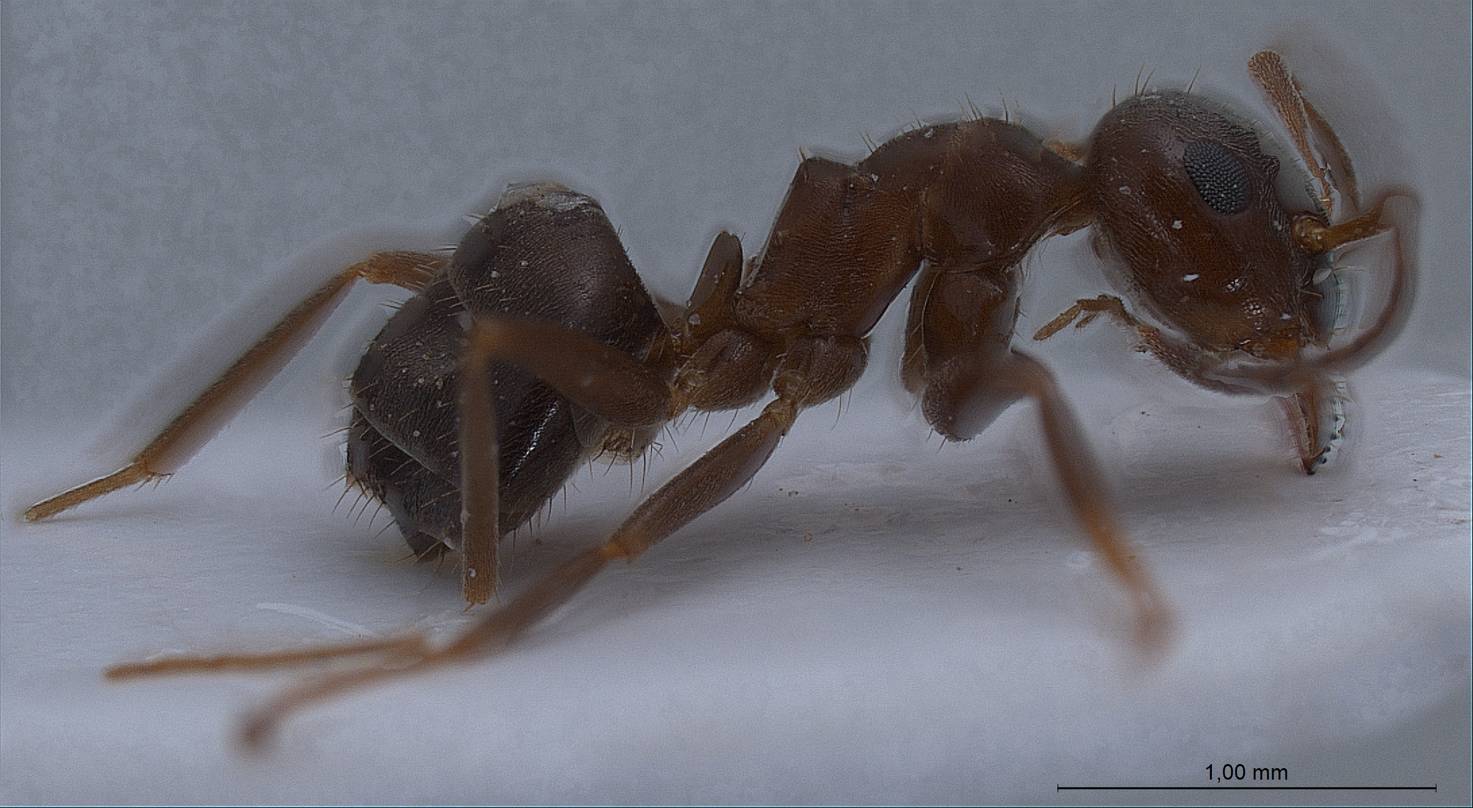 Lasius lasioides, vista laterale (profilo)