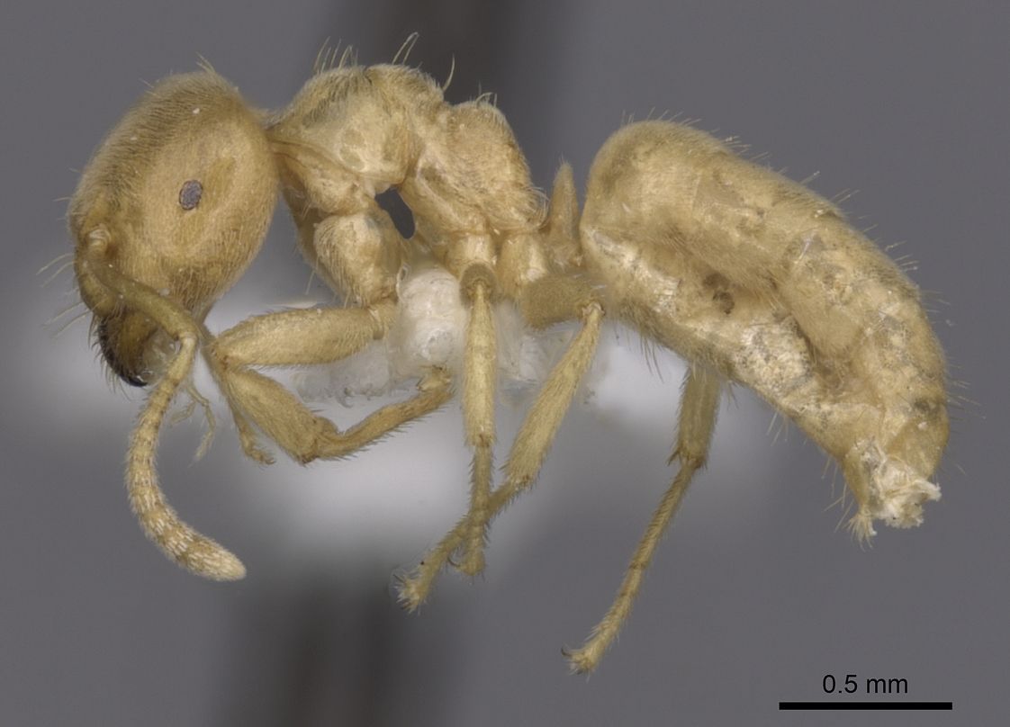Lasius myops, vista laterale (profilo)
