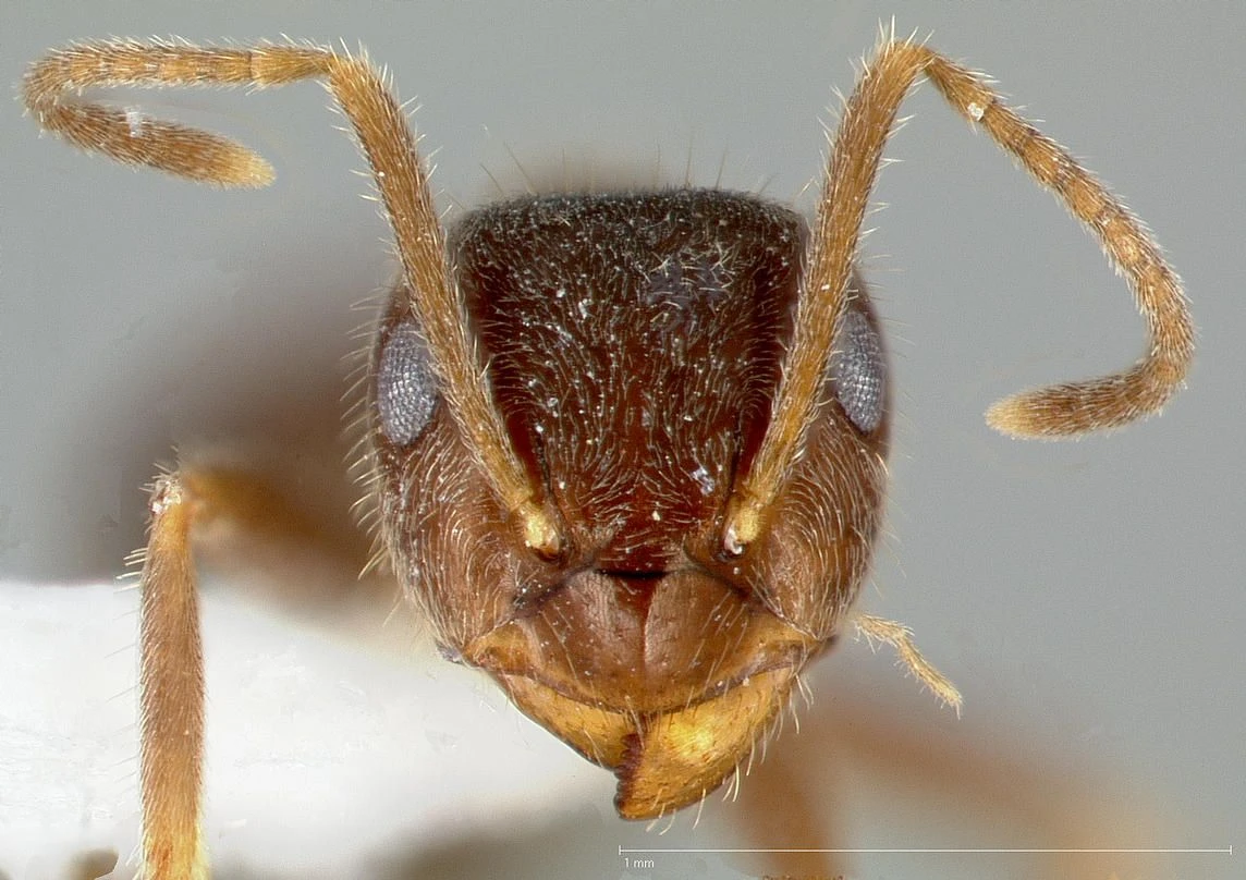 Lasius niger