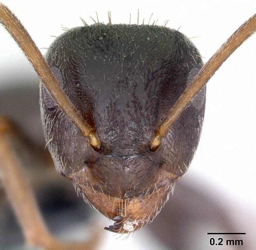Lasius paralienus