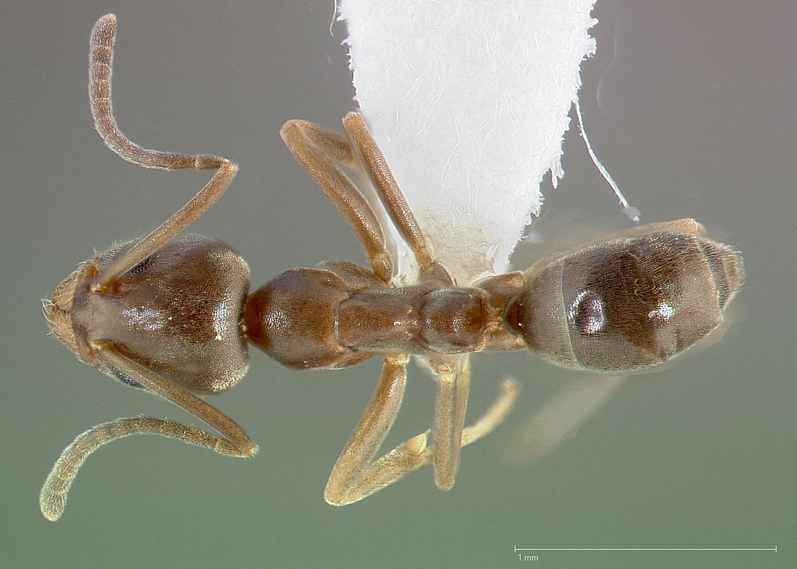 Linepithema humile, vista dorsale