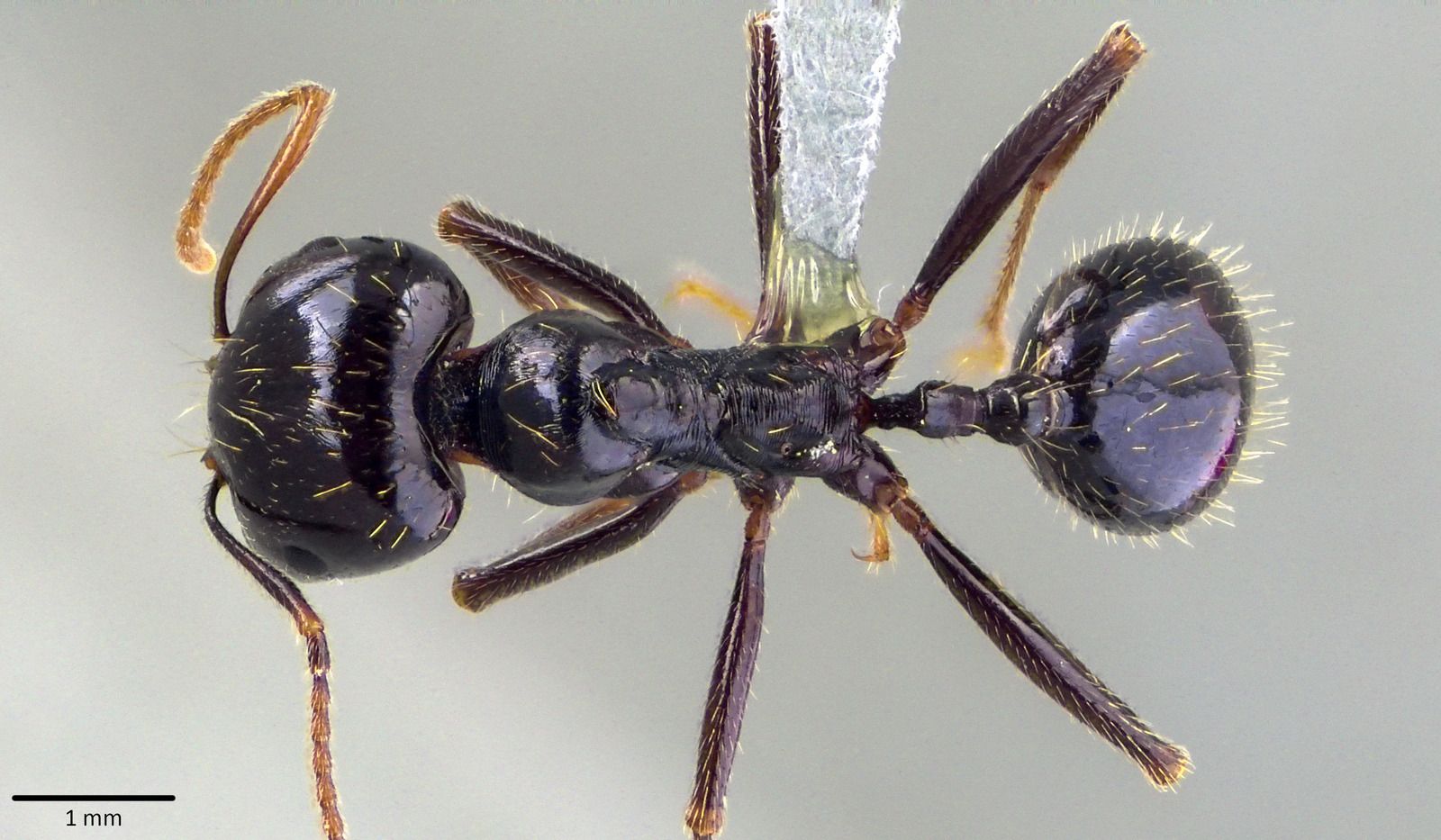 Messor capitatus, vista dorsale