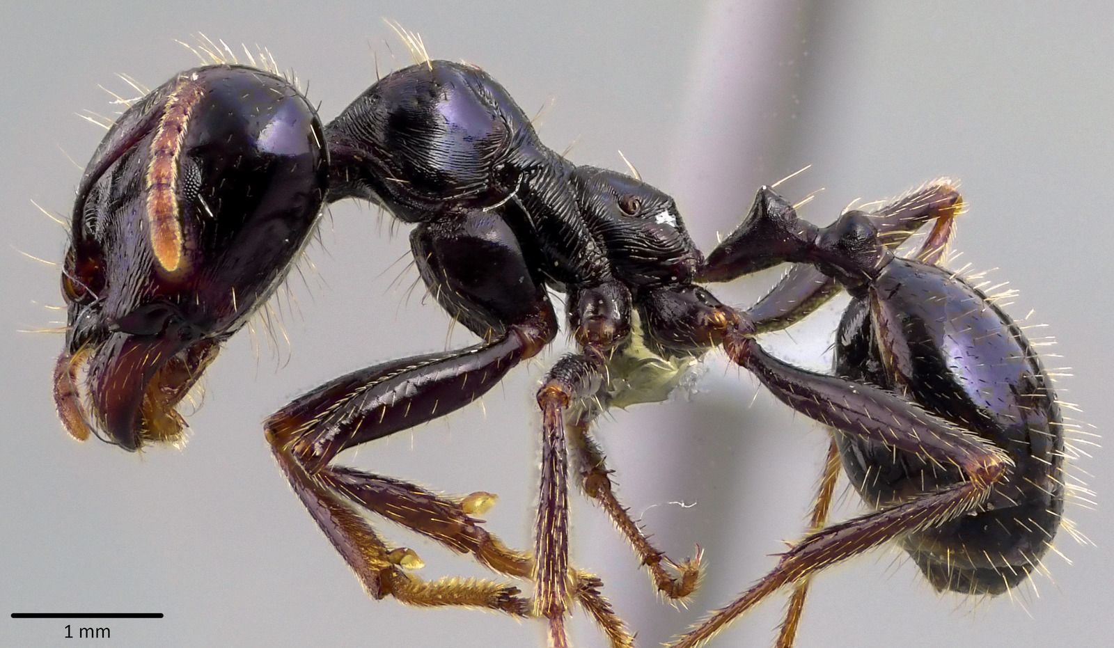 Messor capitatus, vista laterale (profilo)