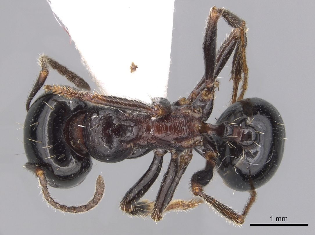 Messor meridionalis, vista dorsale