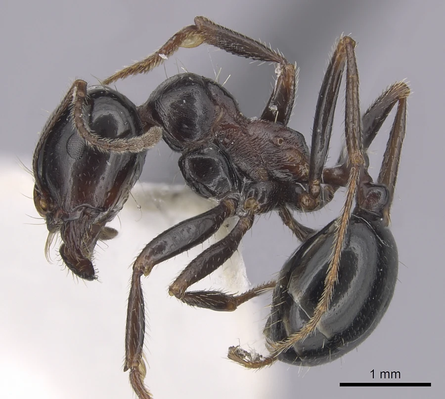 Messor meridionalis, vista laterale (profilo)
