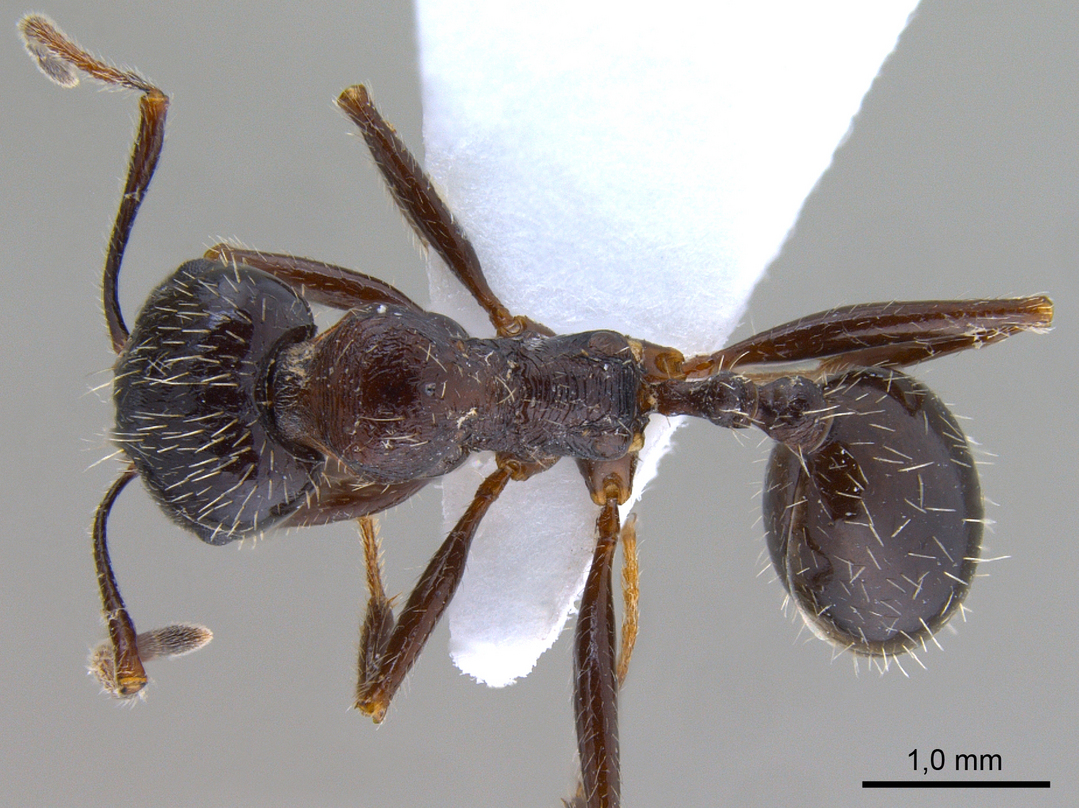 Messor structor, vista dorsale