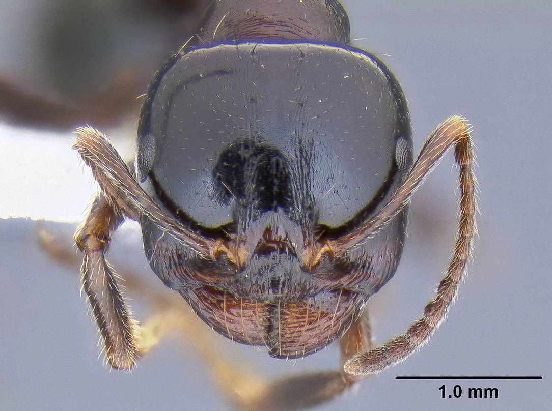 Messor wasmanni