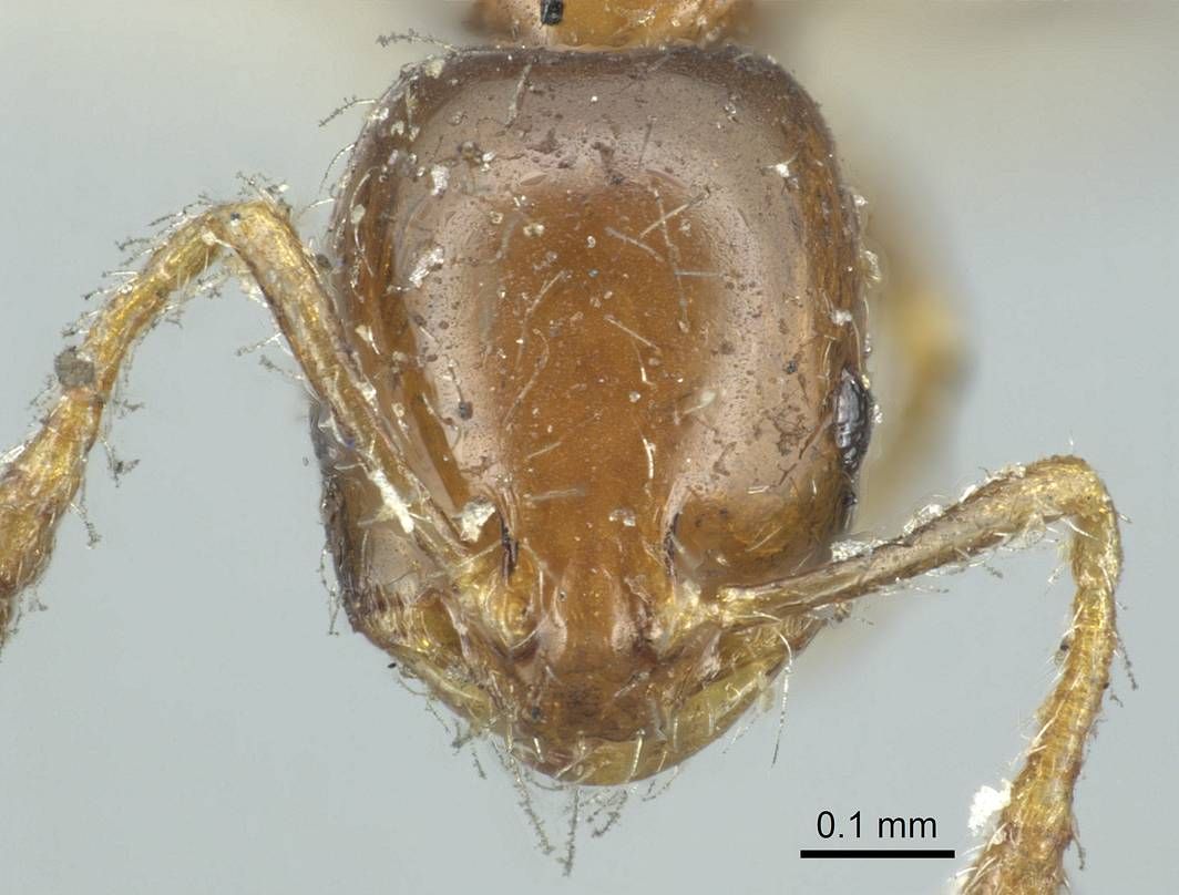 Monomorium monomorium