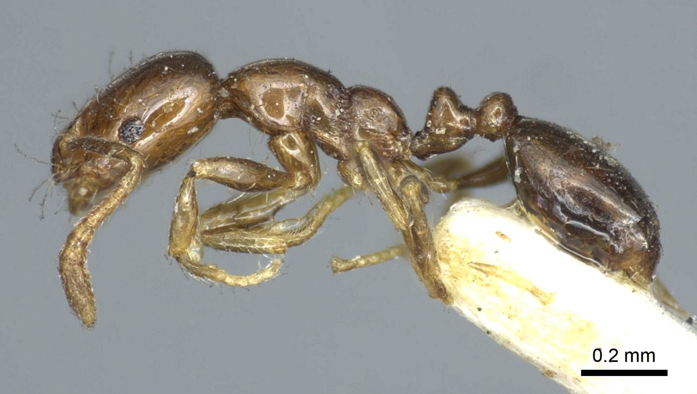 Monomorium monomorium, vista laterale (profilo)