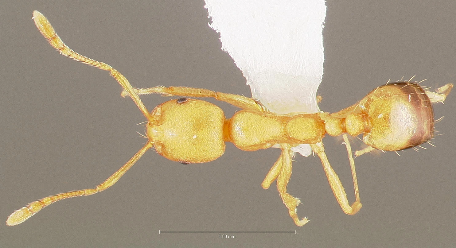 Monomorium pharaonis, vista dorsale