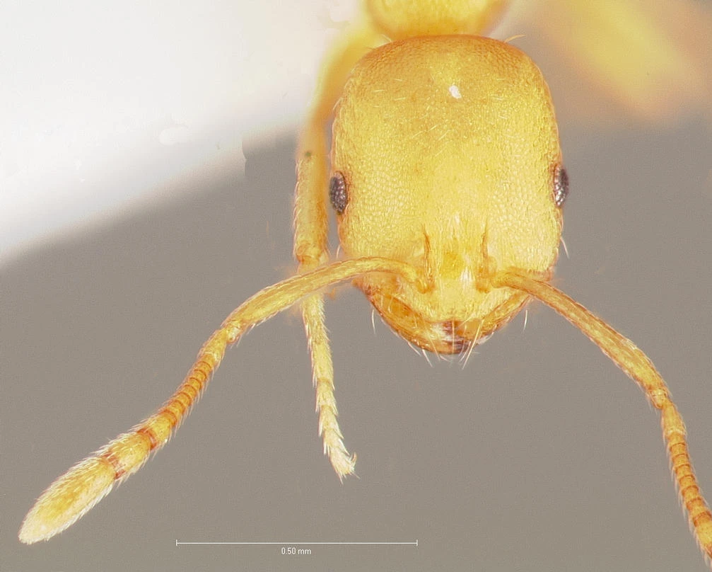 Monomorium pharaonis, vista frontale (testa)