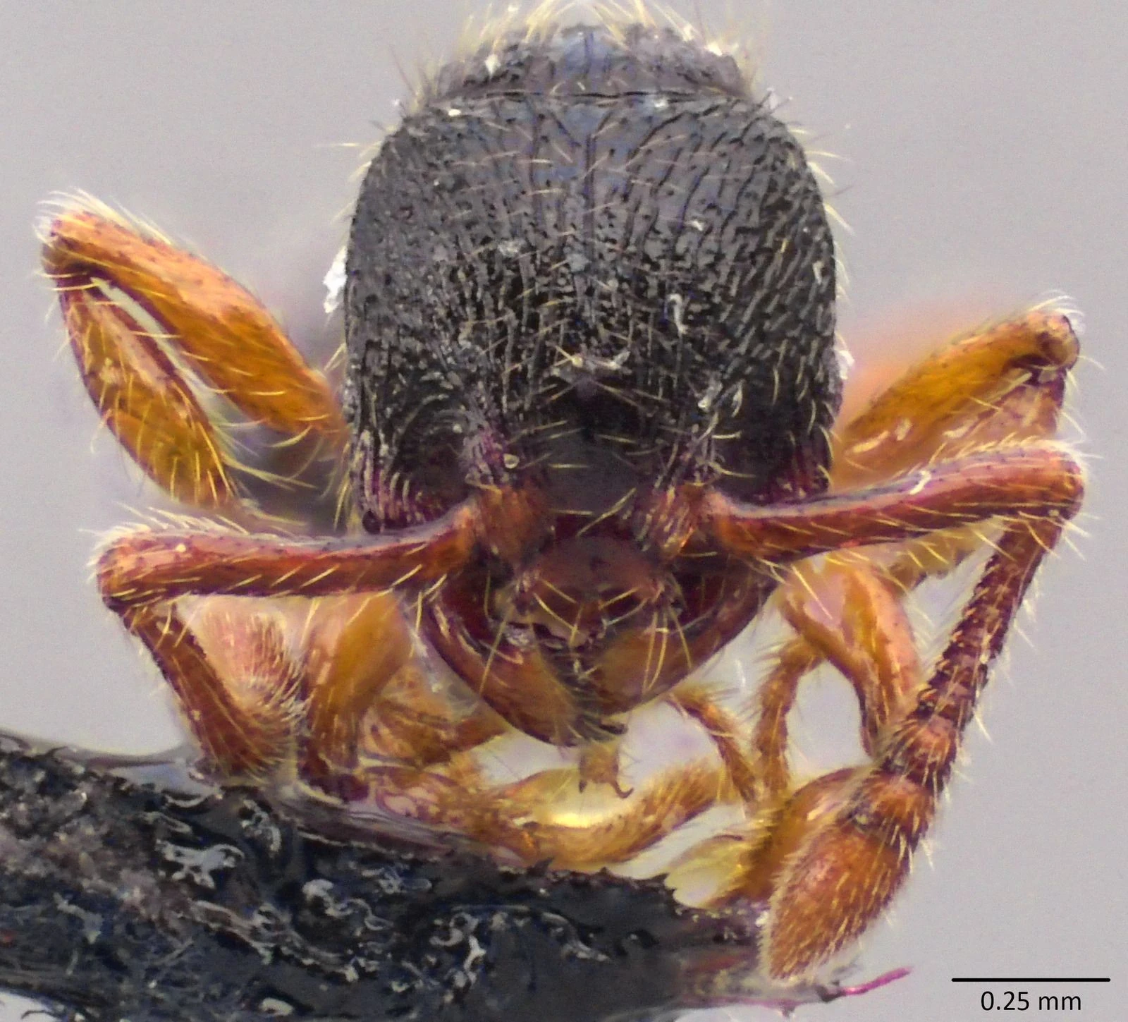 Myrmecina graminicola