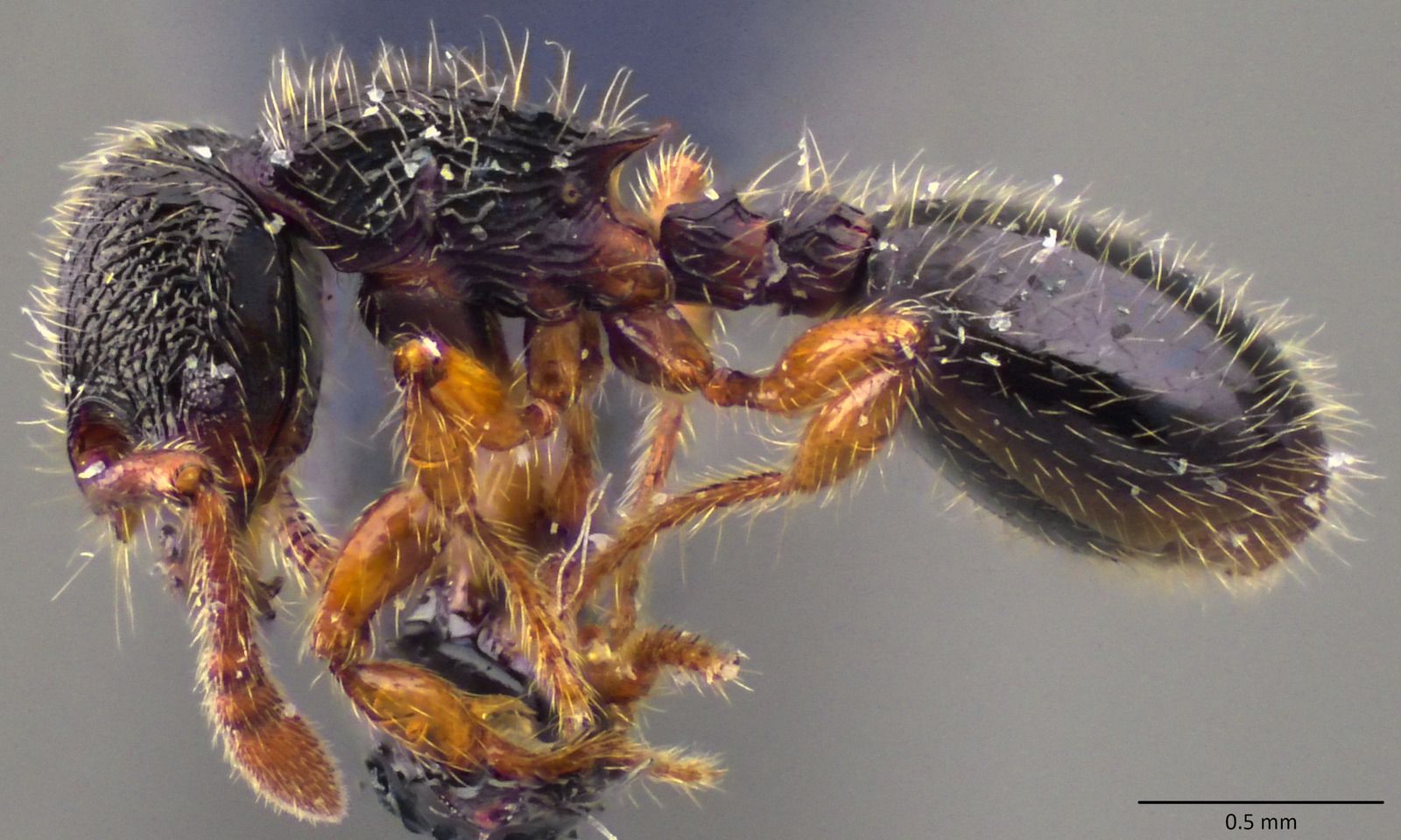Myrmecina graminicola, vista laterale (profilo)