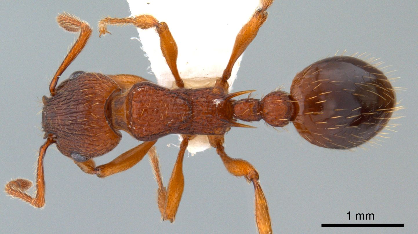 Myrmica specioides, vista dorsale