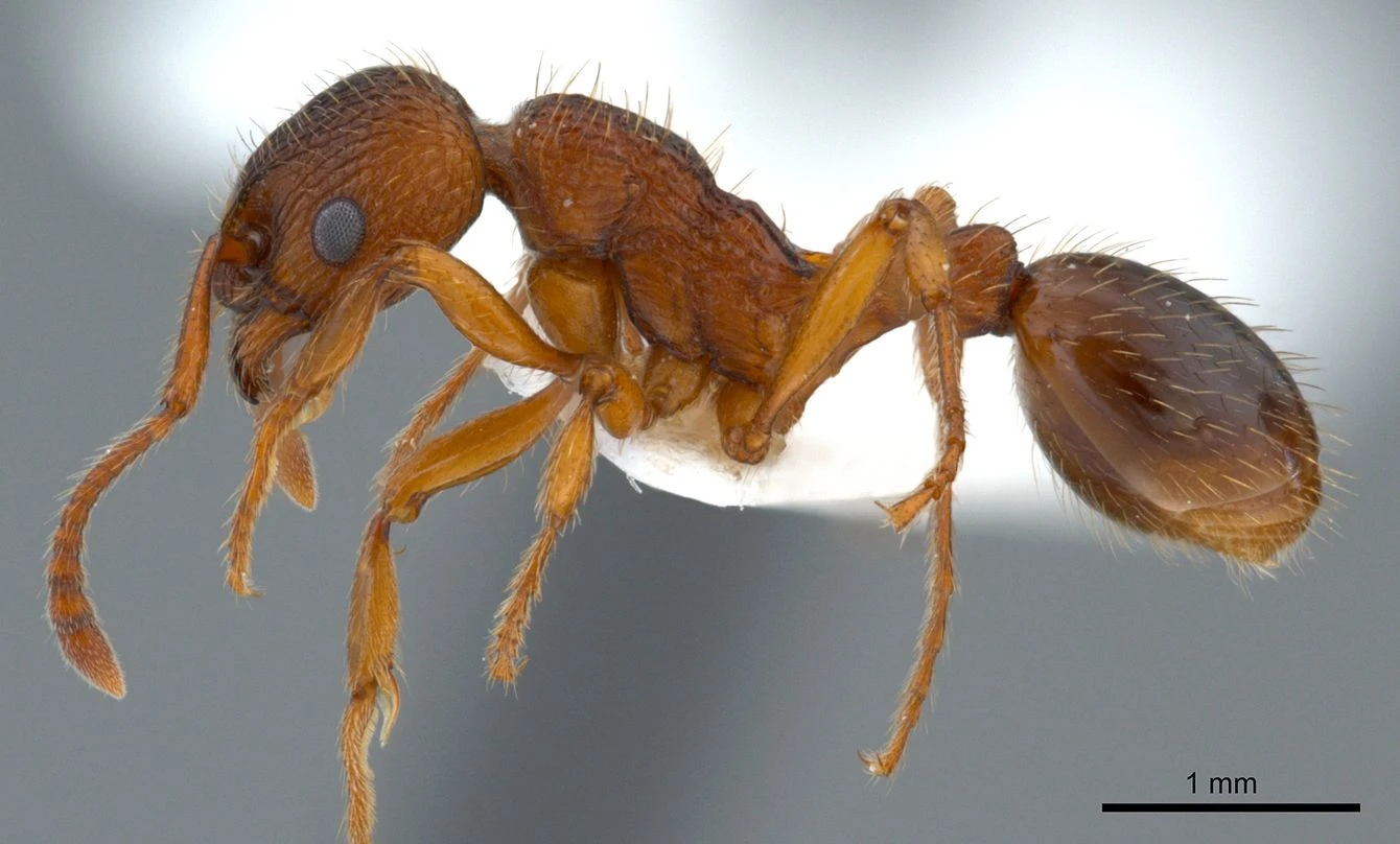 Myrmica specioides, vista laterale (profilo)