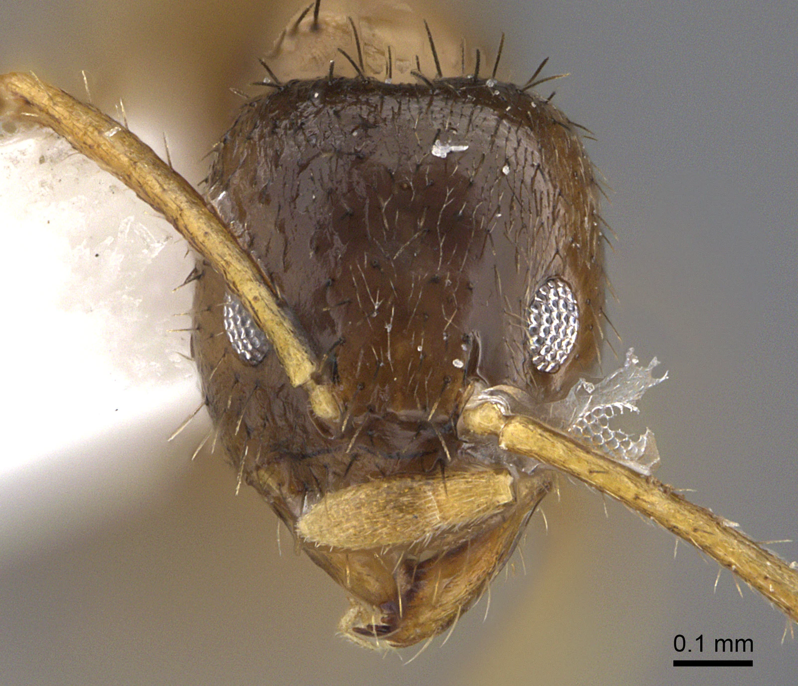 Nylanderia jaegerskioeldi