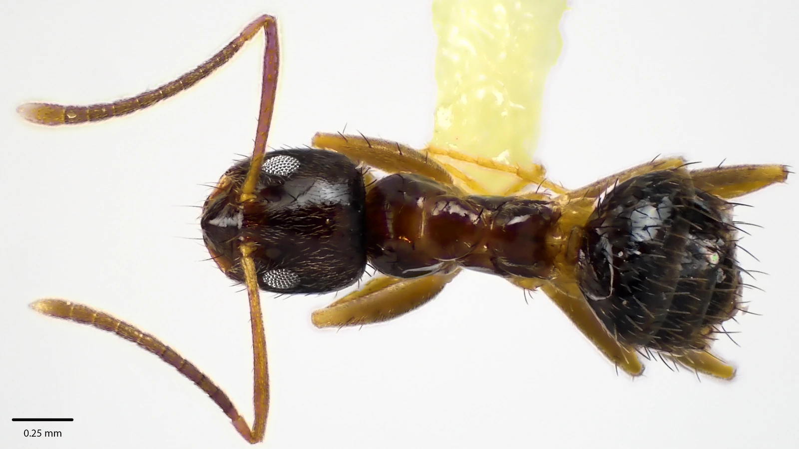 Nylanderia vividula, vista dorsale