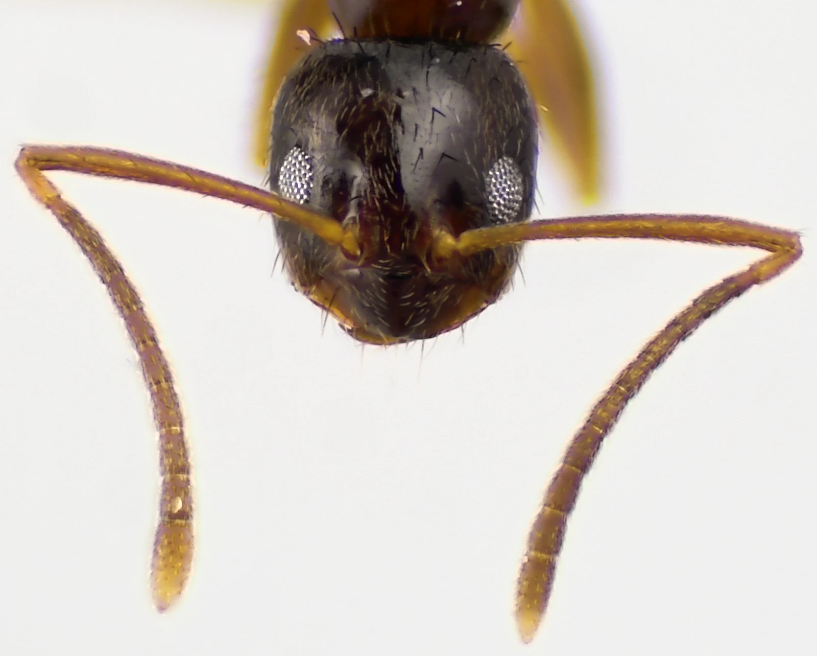 Nylanderia vividula
