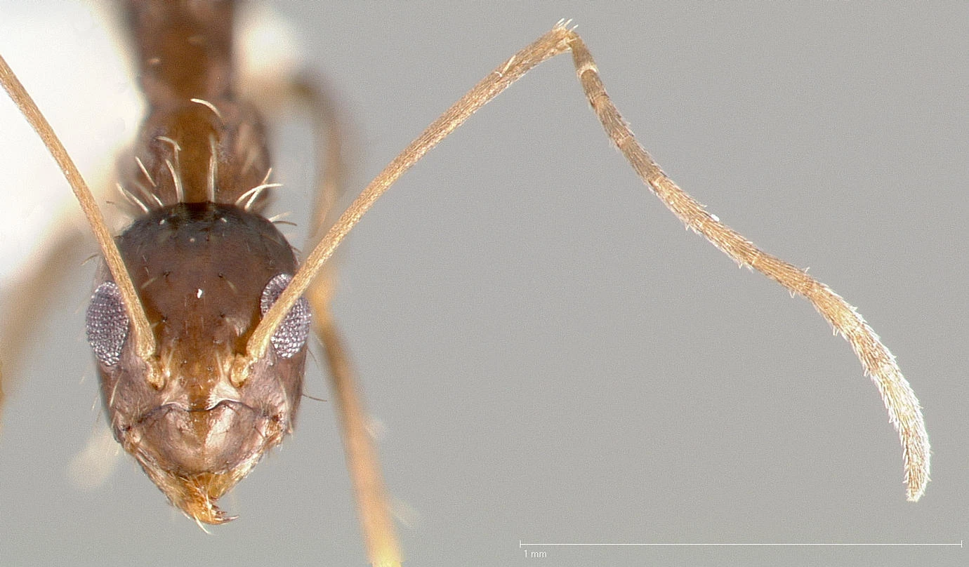 Paratrechina longicornis