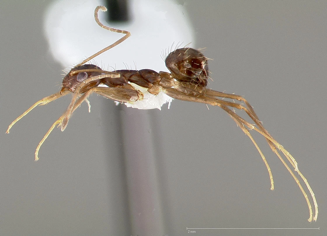 Paratrechina longicornis, vista laterale (profilo)