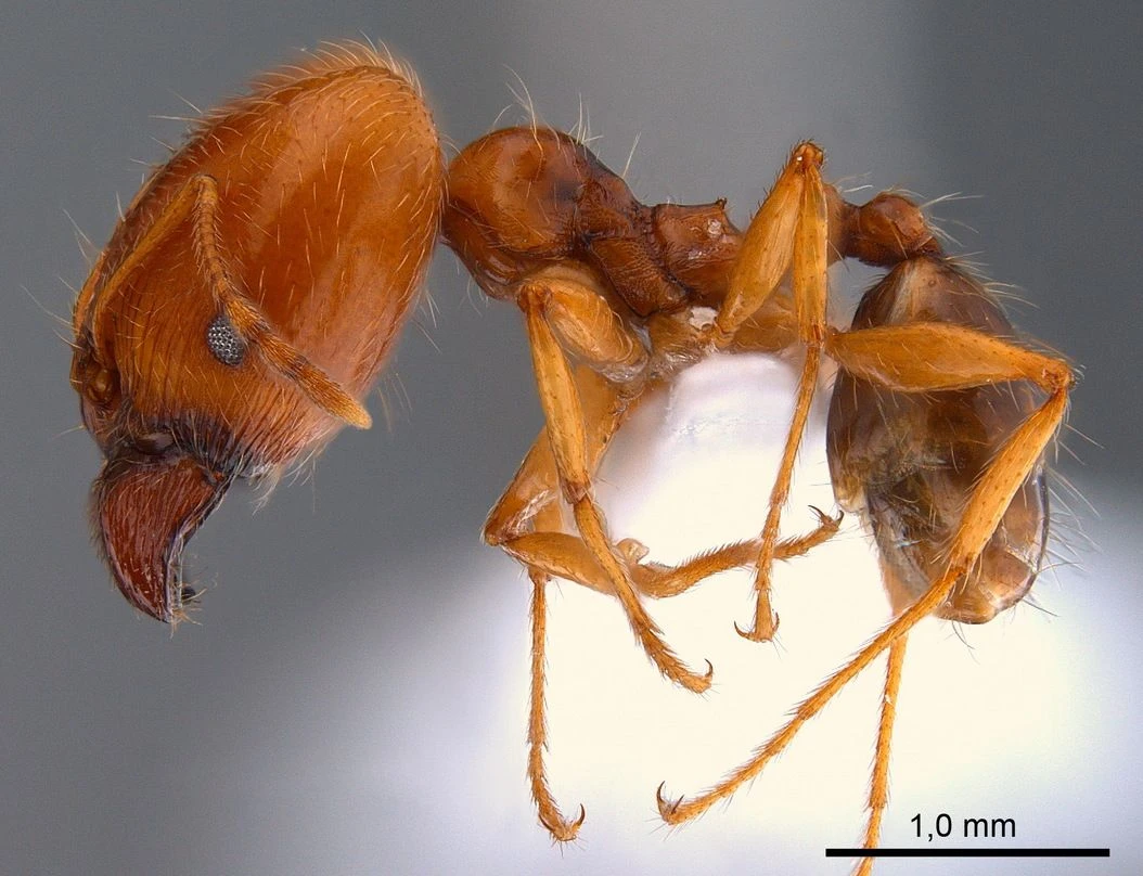Pheidole pallidula, vista laterale (profilo)