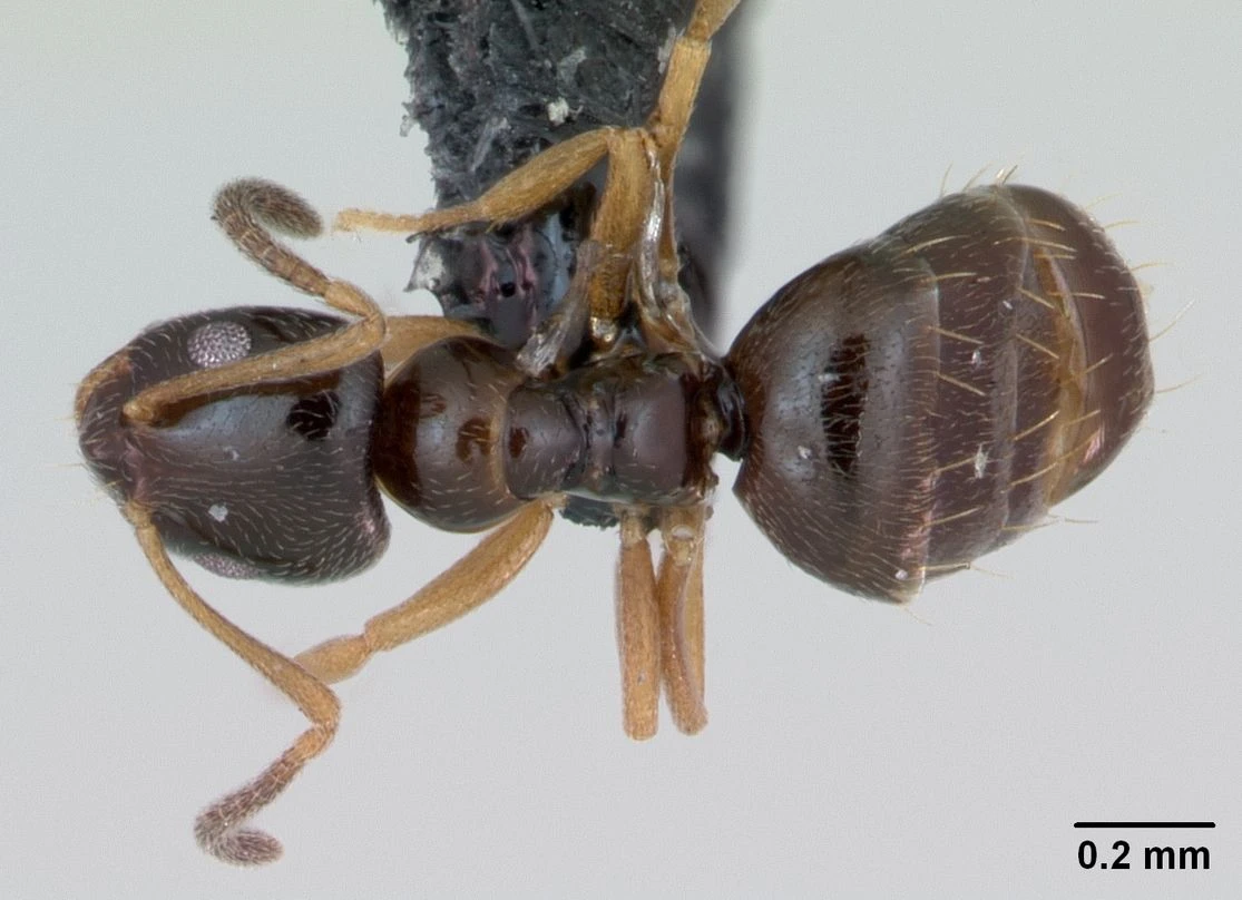 Plagiolepis pygmaea, vista dorsale