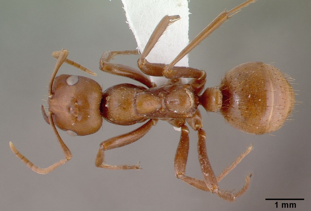 Polyergus rufescens, vista dorsale