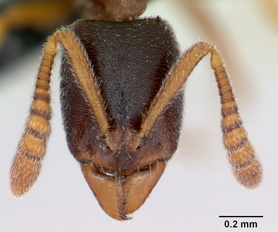 Ponera coarctata