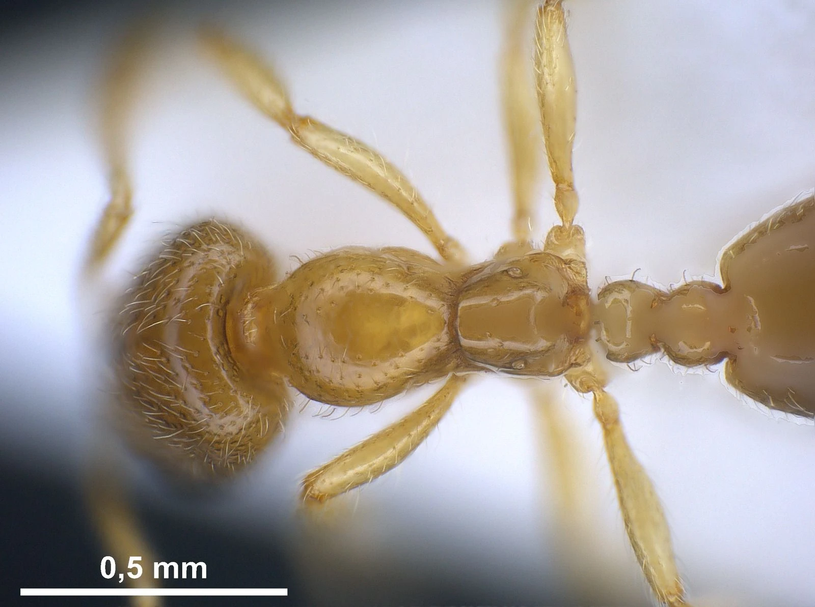 Solenopsis fugax, vista dorsale