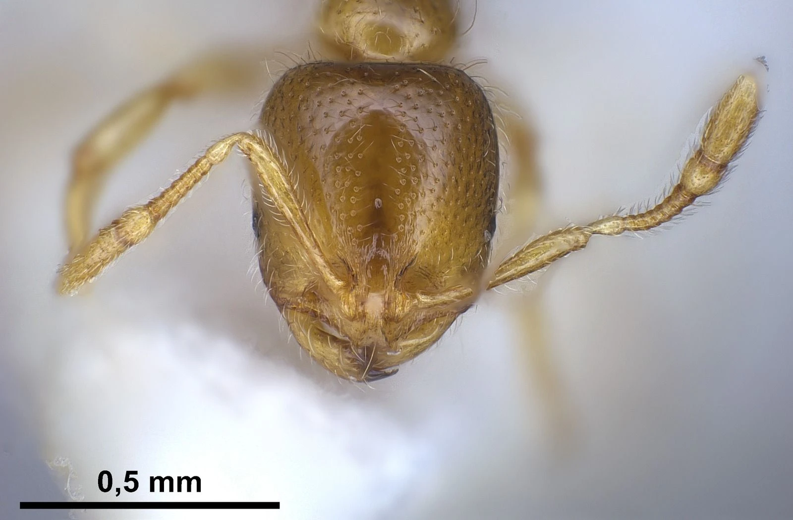 Solenopsis fugax