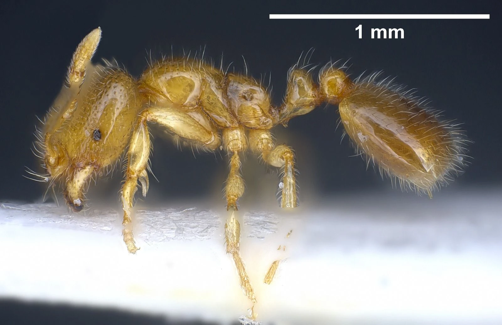 Solenopsis fugax, vista laterale (profilo)