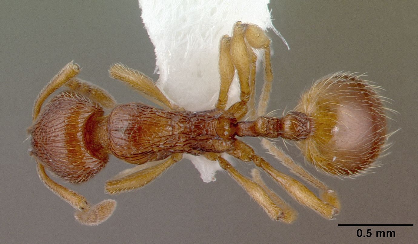 Stenamma striatulum, vista dorsale