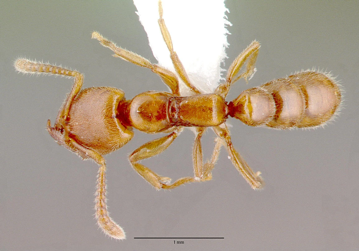 Stigmatomma denticulatum, vista dorsale