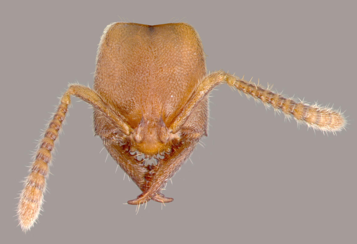 Stigmatomma denticulatum