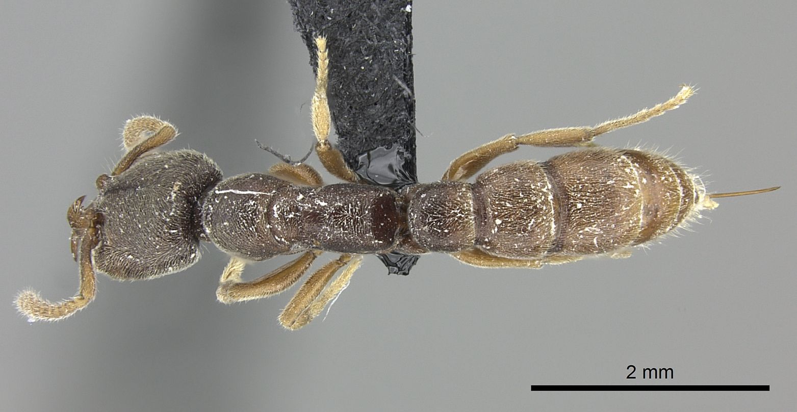 Stigmatomma impressifrons, vista dorsale