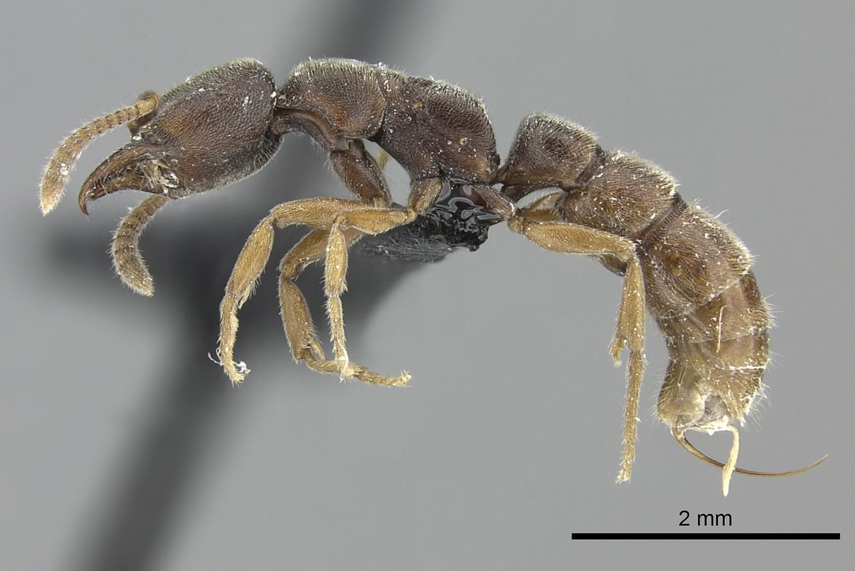 Stigmatomma impressifrons, vista laterale (profilo)