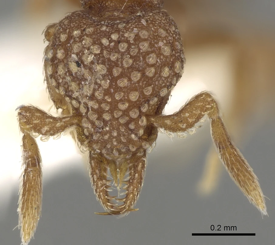 Strumigenys argiola