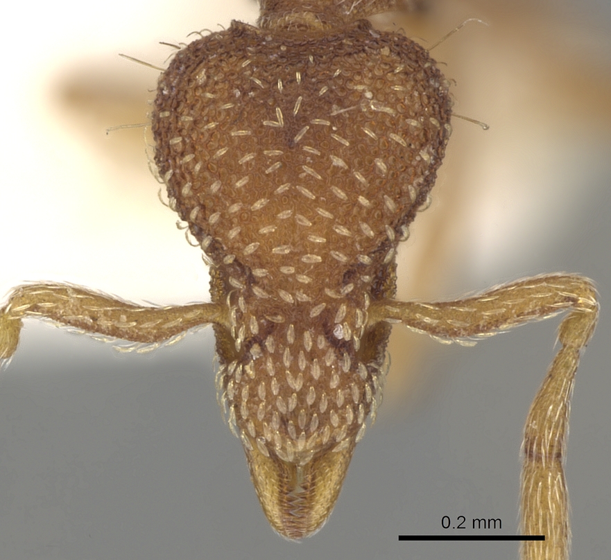 Strumigenys baudueri