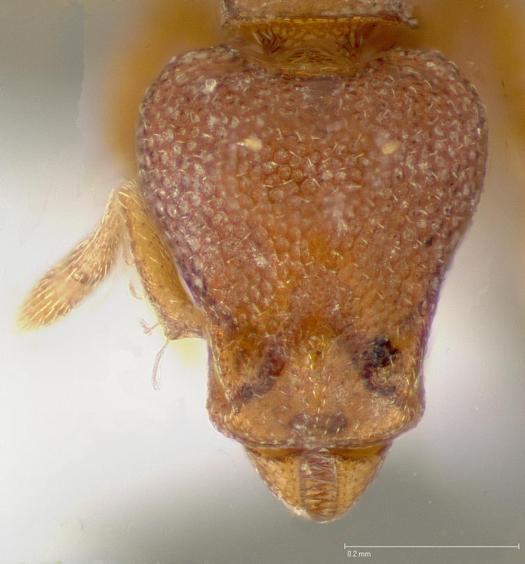 Strumigenys membranifera