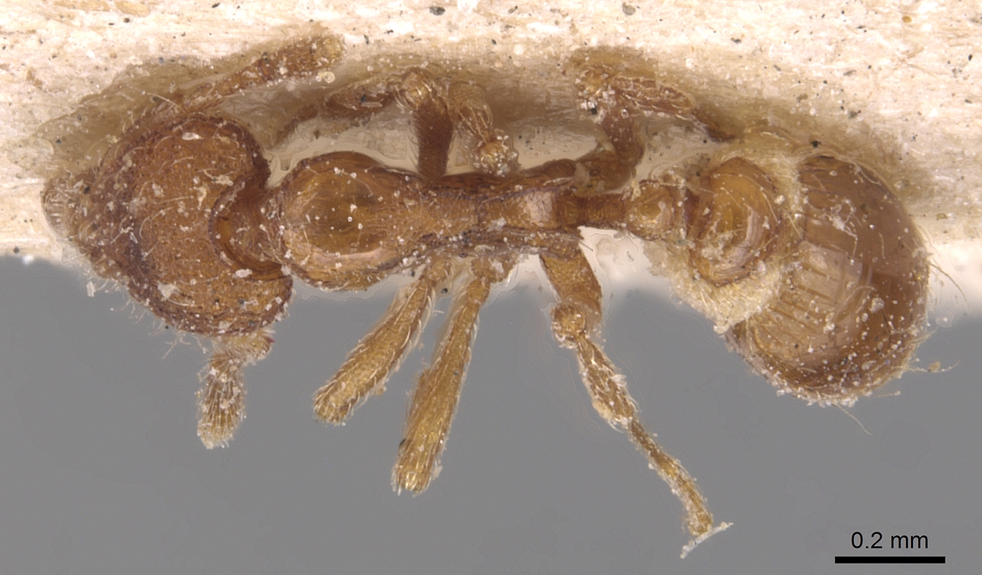 Strumigenys tenuipilis, vista dorsale