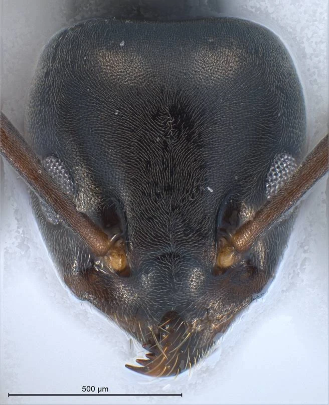 Tapinoma erraticum