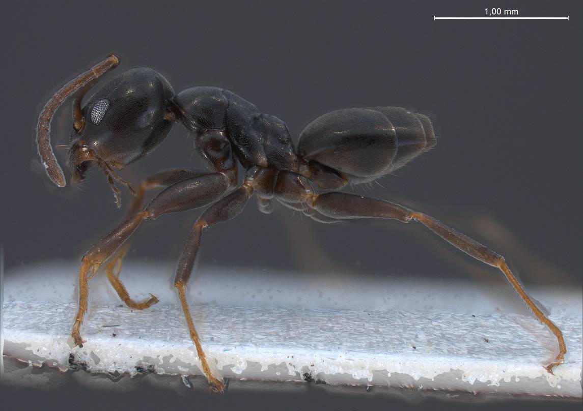 Tapinoma erraticum, vista laterale (profilo)