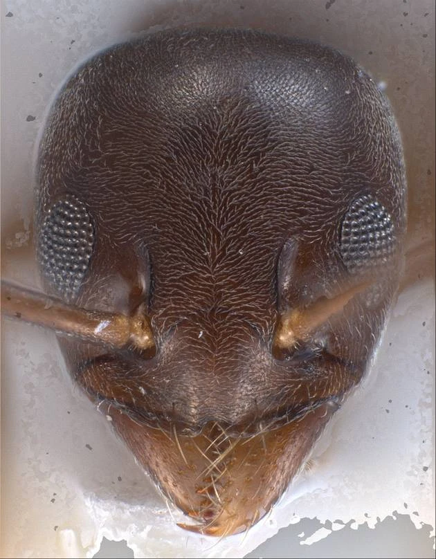 Tapinoma madeirense