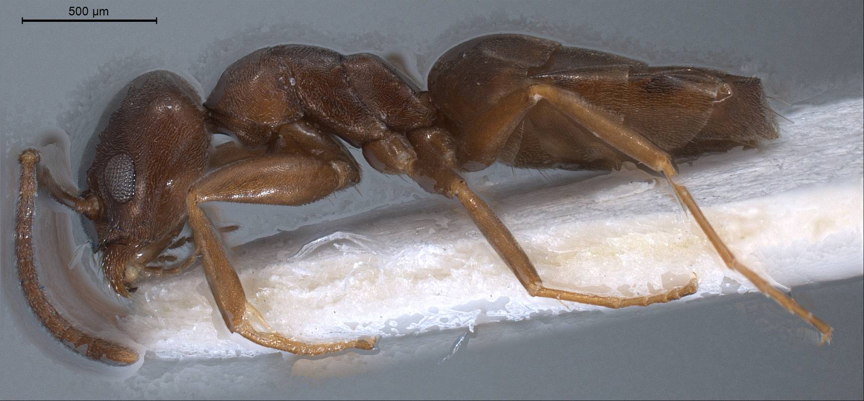 Tapinoma madeirense, vista laterale (profilo)