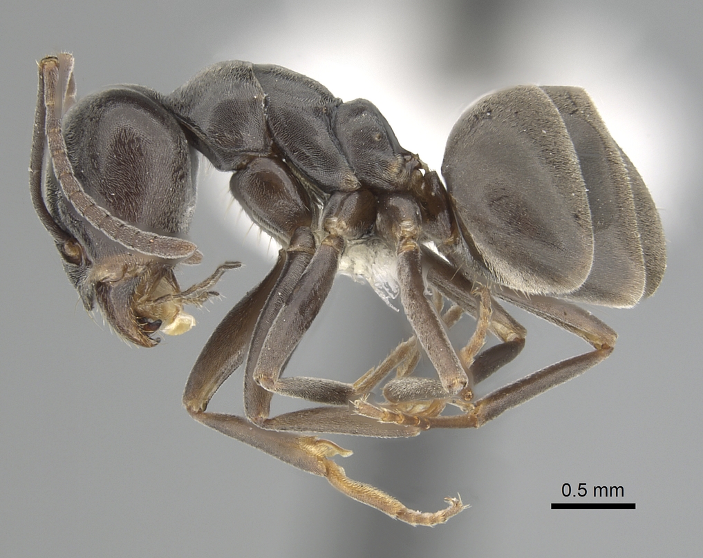 Tapinoma nigerrimum, vista laterale (profilo)