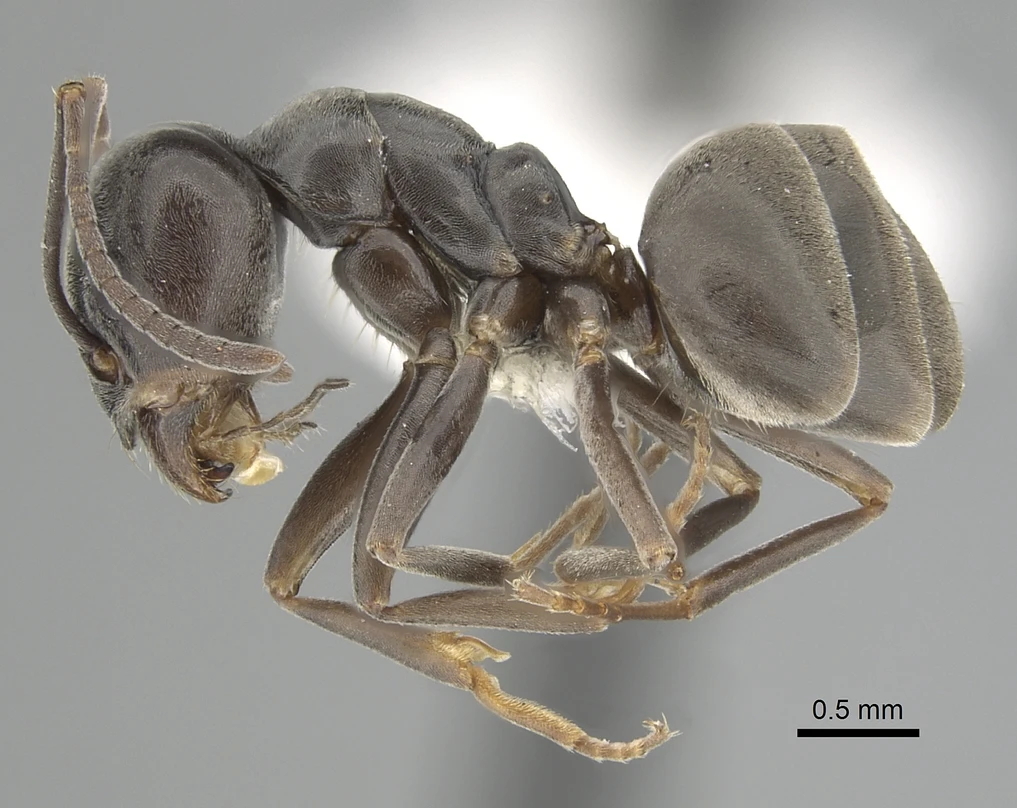 Tapinoma nigerrimum, vista laterale (profilo)