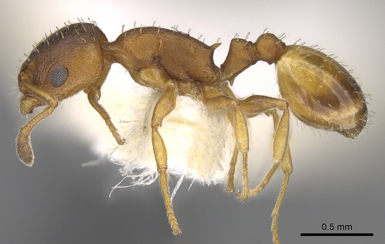 Temnothorax italicus, vista laterale (profilo)