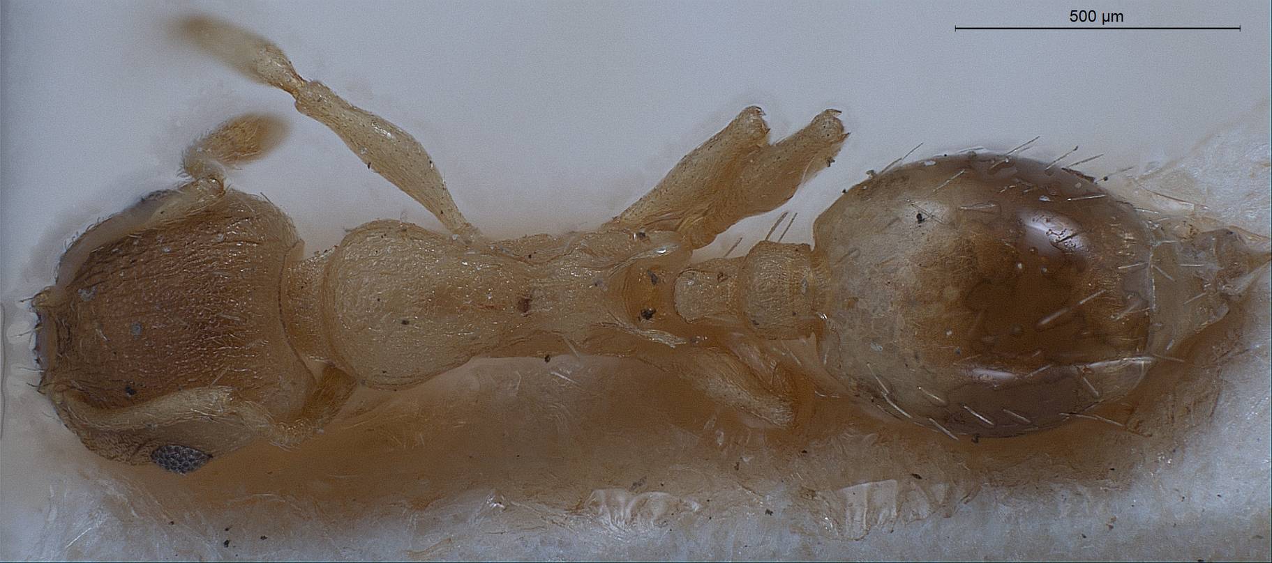 Temnothorax lichtensteini, vista dorsale