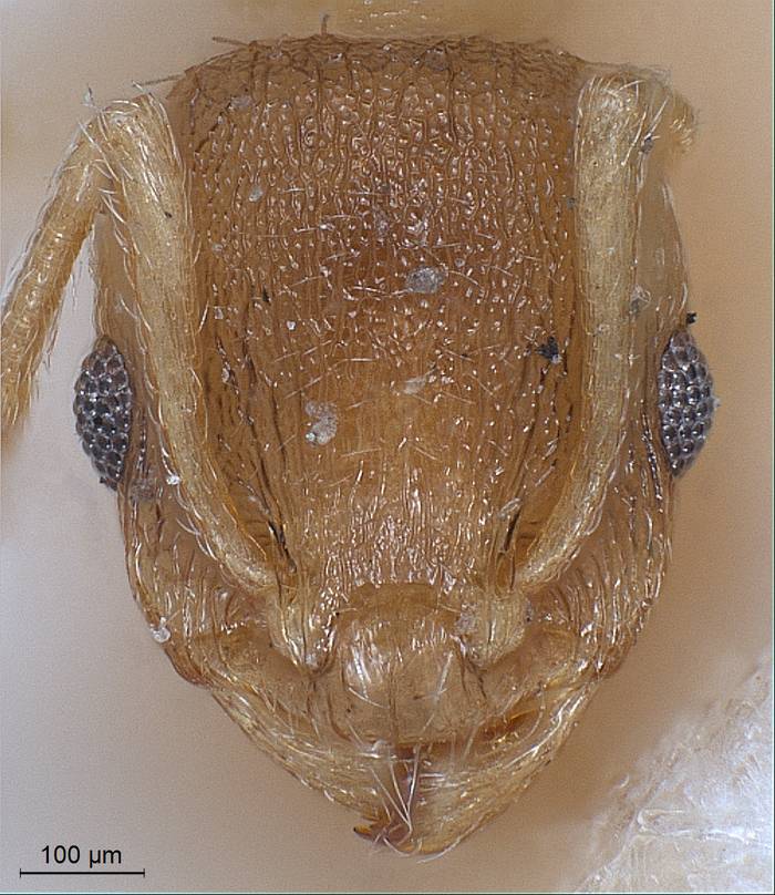 Temnothorax lichtensteini
